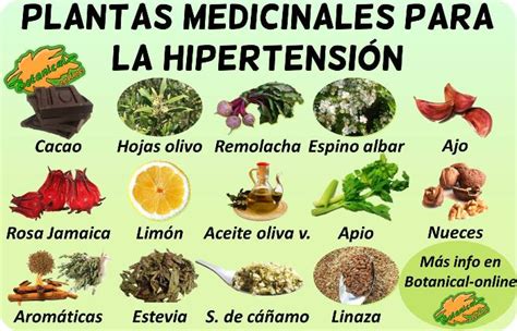 Plantas Medicinales Para La Hipertensión Botanical Online