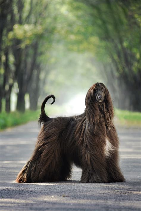 Big Dog Breeds