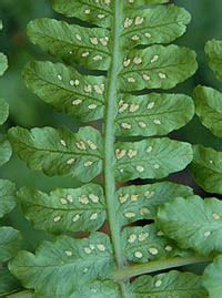 ヒカゲワラビ Diplazium chinense イワデンダ科 Woodsiaceae ノコギリシダ属 三河の植物観察