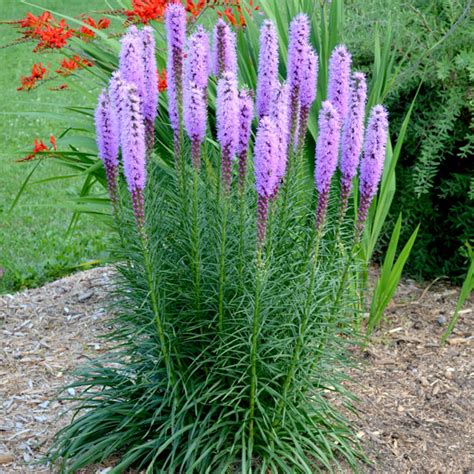 Liatris spicata | SlovenskeTrvalky.sk