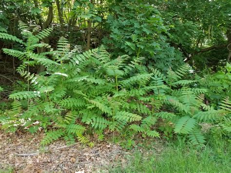 invasive plant factsheet tree  heaven ailanthus altissima uconn