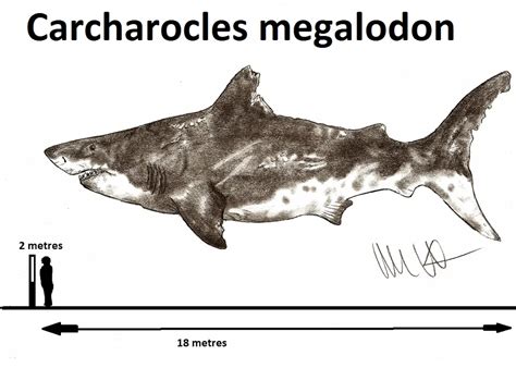 Megalodon | Dinosaurs - Pictures and Facts