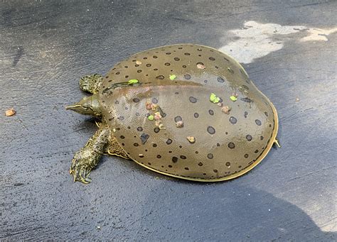 Eastern Spiny Softshell Turtle