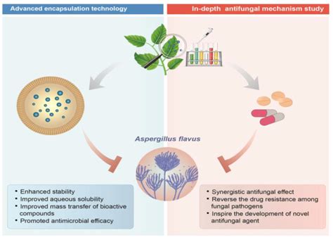 Antifungal Activity Example at Jerry Matos blog