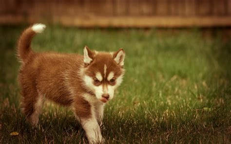 Baby Huskies Brown Wallpapers - Wallpaper Cave