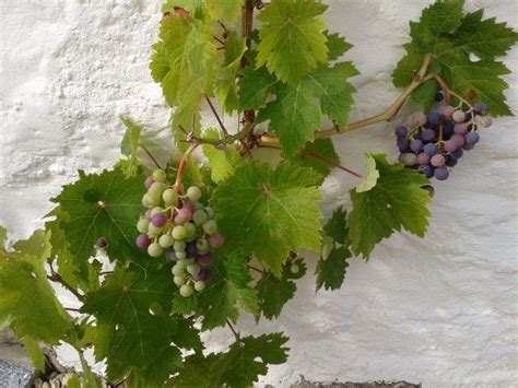 Виноград | Grapes, Wine art, Herbs