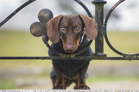 Dachshund guarding the gate to stop owners leaving breaks hearts | Billboard Lifestyle