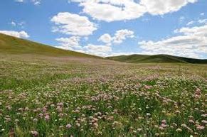 Plants - Temperate Grasslands