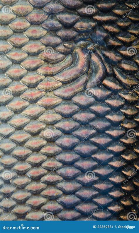 Fish Scales Texture Stock Image - Image: 22369831