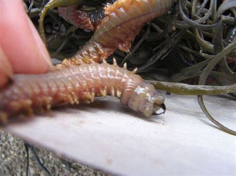 Sandworm3 Velvet Worm Worms Fang