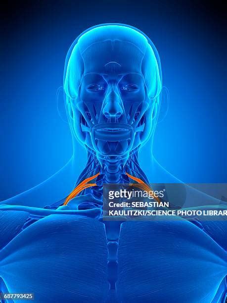 482 Male Throat Anatomy High Res Illustrations - Getty Images