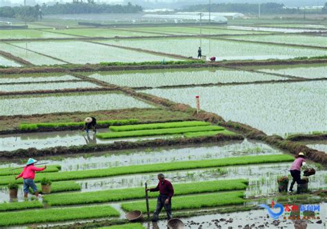 千岭乡：土地流转助推乡村振兴 宿松新闻网