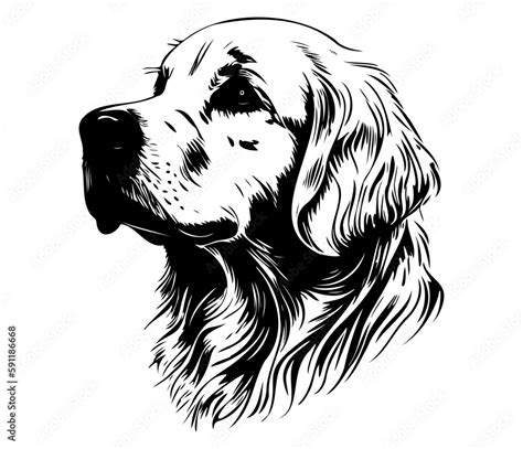 Golden Retriever Silhouettes Dog Face Svg Black And White Golden