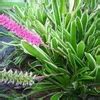 Jual Tanaman Hias Bromelia Varigata Bromeliad Variegata Putih Murah Di