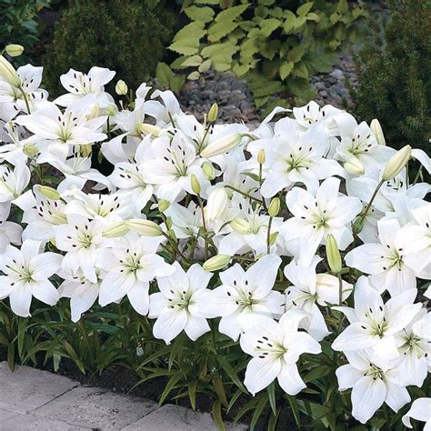 Лилум азиатски бял - Lilium asiatic white | М и М Трейдинг
