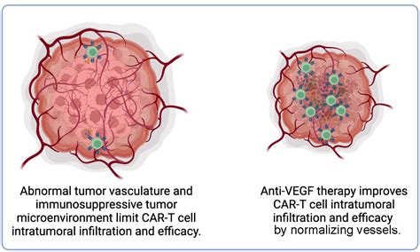 Normalizing tumor blood vessels may improve immunotherapy against brain ... 