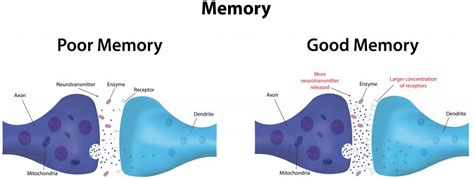 What Is Neurotransmitter Reuptake? (with pictures)