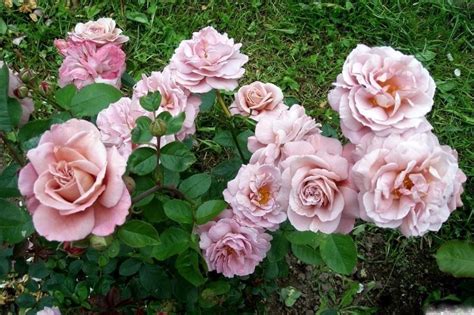 Флорибунда -> "Розы Нью-Джерси" / стр 11