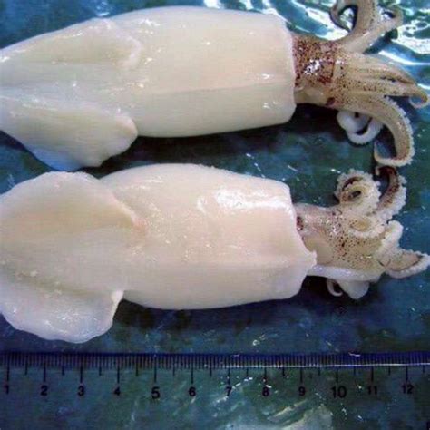 Фотография кальмара (много фото) - artshots.ru