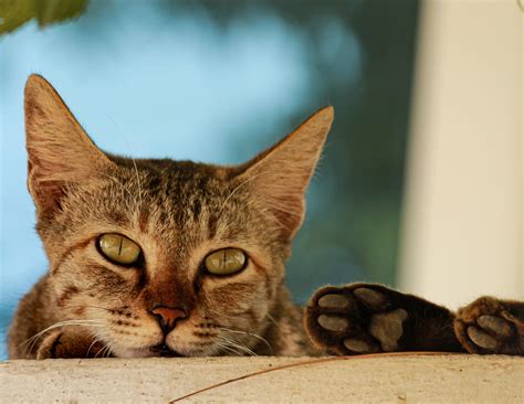 do female cats have periods 7
