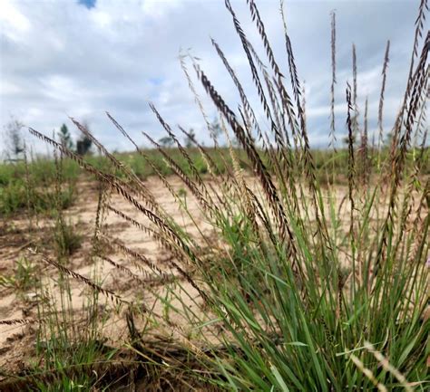 Whf On Linkedin Do You Know What The State Grass Of Texas Is Wellyou