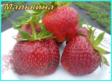 Клубника Брилла Описание Сорта Фото Отзывы – Telegraph