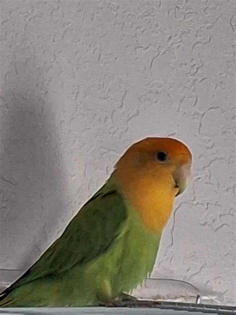 is it normal lovebird itching safely 4