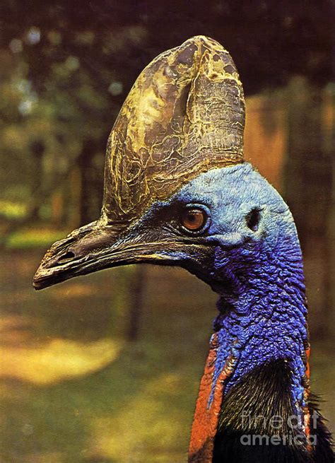 Helmeted Cassowary Australian Bird Photograph By Arkitekta Art