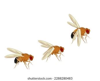 Fruit Fly Drosophila Melanogaster On White Stock Vector Royalty Free