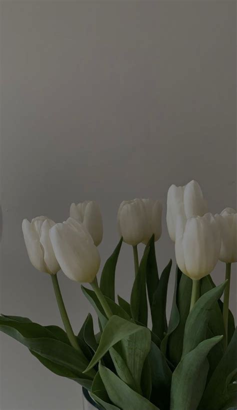 Tulips Flower Aesthetic Nothing But Flowers Cute Flower Wallpapers