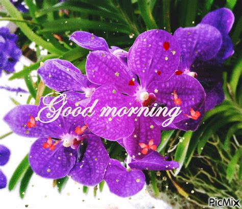 Purple Flower Good Morning Pictures Photos And Images For