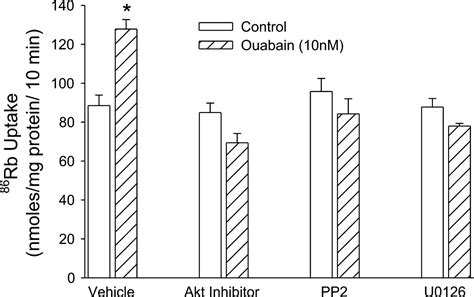 Ouabain Stimulates Protein Kinase B Akt Phosphorylation In Opossum