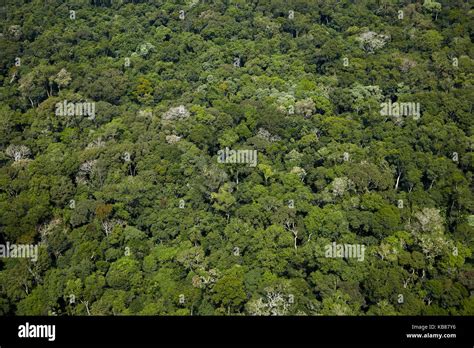 Brazil rainforest hi-res stock photography and images - Alamy