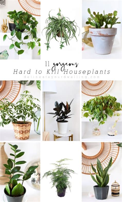 13 Hard To Kill Houseplants Delineate Your Dwelling