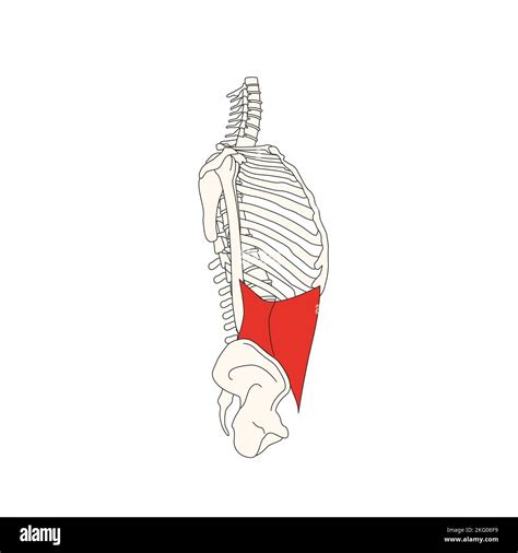 Abdominal Anatomy Cut Out Stock Images And Pictures Alamy