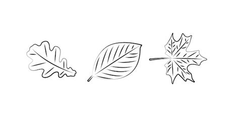 Premium Vector | Fall leaves in three shapes black and white vector ...