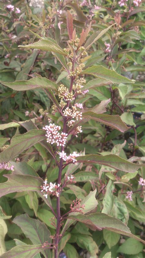Callicarpa 'Purple Pearls'.