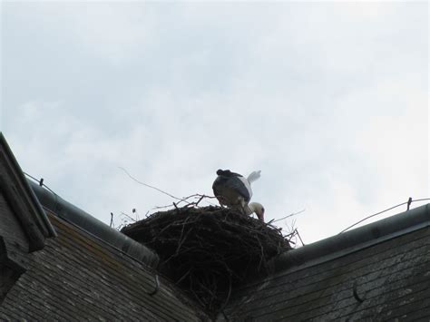 White Stork Of Alsace Emblem Of Alsace Near Extinction To Success