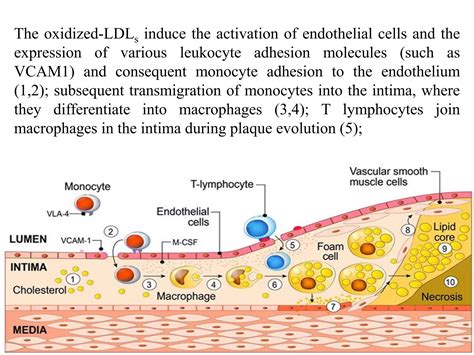 Atherosclerosis Pathophysiology PPT