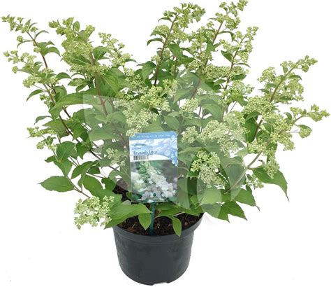 Plantenwinkel.nl Hydrangea Paniculata "Brussels Lace" pluimhortensia