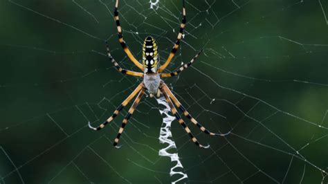 Banana Spider: Creepy, Crawly and Wonderful | Planet Natural