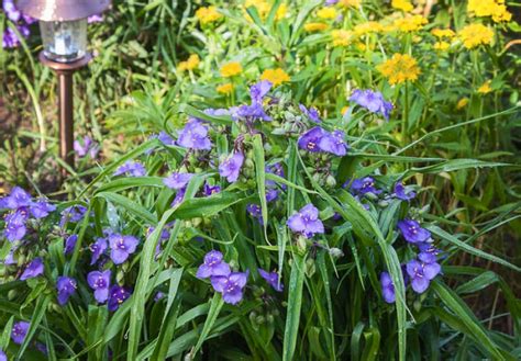 Guide Complet Pour Tradescantia Conseils D Entretien De Plantation