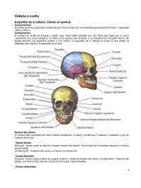 Osteología cabeza y cuello Apuntes de Anatomía Docsity