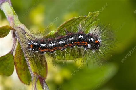 brown tail moth caterpillar stock image  science photo