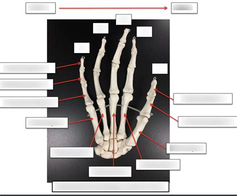 Metacarpals And Phalanges Diagram Quizlet