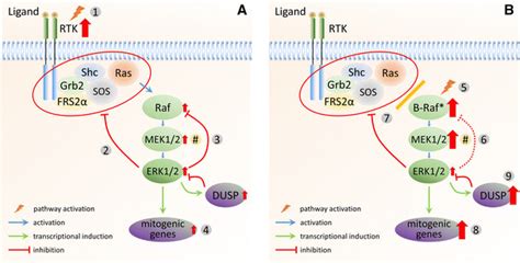 ERK1/2 MAPK signalling in response to different oncogenic stimuli. a In ... 