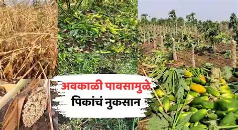 Vidarbha Weather Update News Unseasonal Rain Loss Of Crops In Wardha Bhandara Gondia Along With