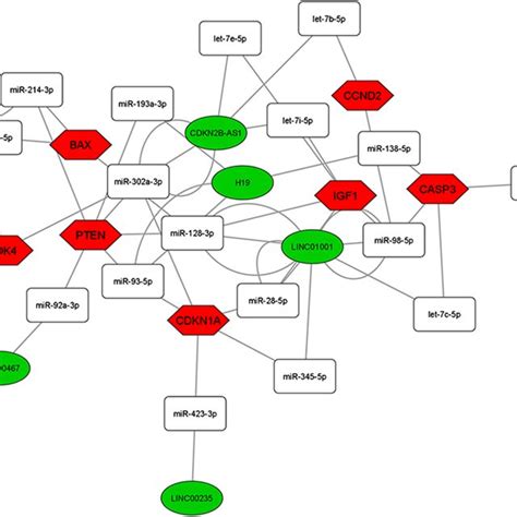 CeRNA Network In The PI3K Akt Signaling Pathway Interaction Between DE