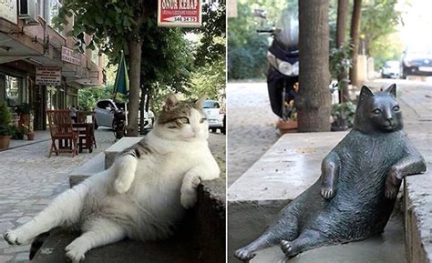 Tombili The Famous Street Cat Of Istanbul Gets Her Own Bronze Statue