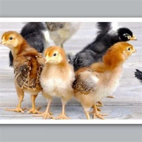 kaveri chicks wholesale price mandi rate  kaveri chicks  india